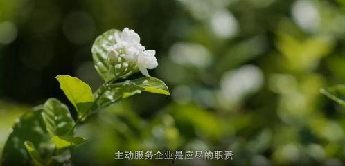 茉莉香在线视频,一场视觉与嗅觉的盛宴